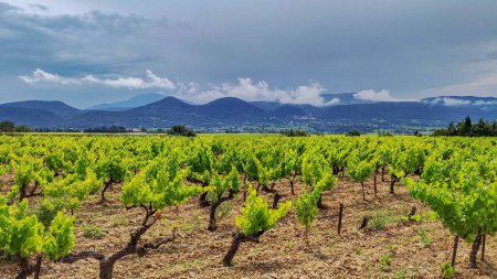 Photo for View of vineyards under a cloudy sky, mountain in the background - Royalty Free Image