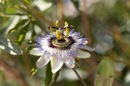 blue passionflower flower, wholesale flower