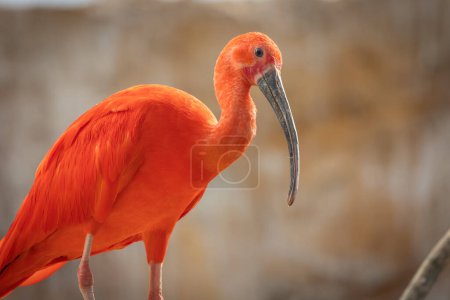 Photo for Scarlet ibis (Eudocimus ruber), close-up - Royalty Free Image
