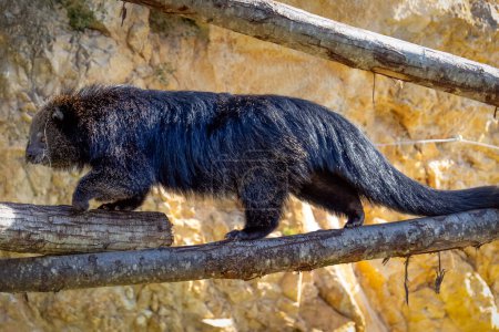 Nahaufnahme eines Binturongs, auch "Bärenkatze" genannt"