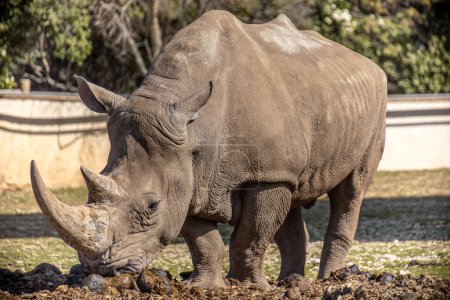 rhino, close up, in a park