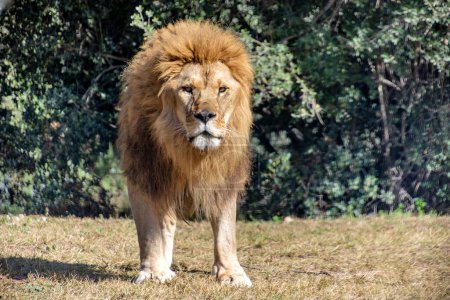 a lion, front, close up