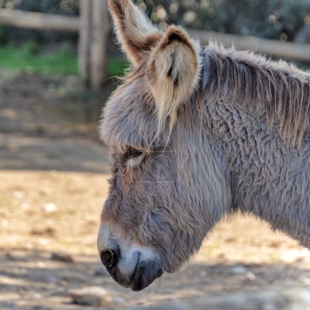 portrait of a donkey, close-up.