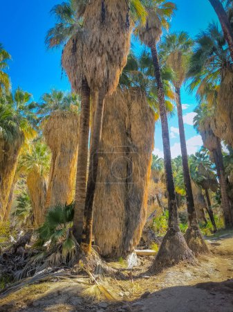 Palm trees in the rocky landscape of the Indian Canyons near Palm Springs California in the Coachella Valley