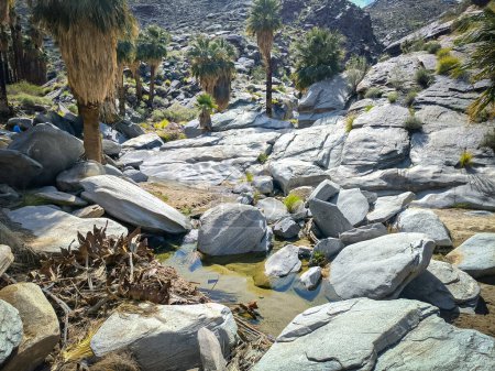 Photo for Palm trees in the rocky landscape of the Indian Canyons near Palm Springs California in the Coachella Valley - Royalty Free Image