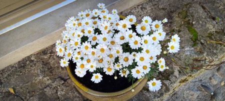 a daisy flowerpot, close up