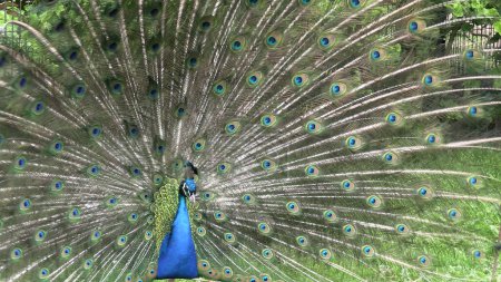 peacock cartwheeling close-up