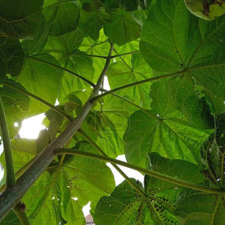 Téléchargez les photos : The tree top and leaves of deciduous trees in the nature - en image libre de droit