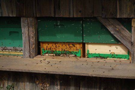 Foto de Una colmena con abejas volando, apicultura y producción de miel - Imagen libre de derechos