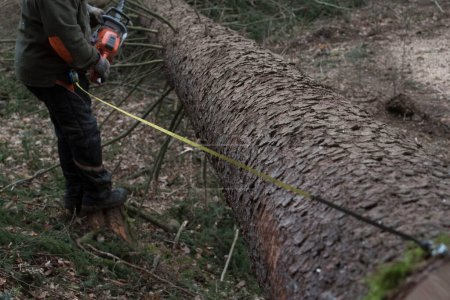 Téléchargez les photos : Mesurer la bille après l'abattage des arbres, l'exploitation forestière et les travaux forestiers dans une forêt commerciale - en image libre de droit