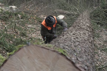 Téléchargez les photos : Travaux d'abattage d'arbres, d'exploitation forestière et de foresterie dans une forêt commerciale - en image libre de droit