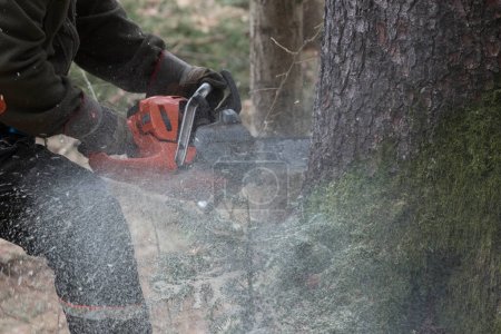 Téléchargez les photos : Un bûcheron avec une tronçonneuse coupant des arbres dans la forêt - en image libre de droit