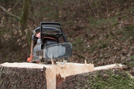 Téléchargez les photos : Un bûcheron avec une tronçonneuse coupant des arbres dans la forêt - en image libre de droit