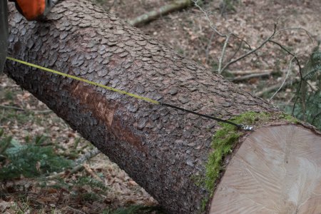 Téléchargez les photos : Mesurer la bille après l'abattage des arbres, l'exploitation forestière et les travaux forestiers dans une forêt commerciale - en image libre de droit