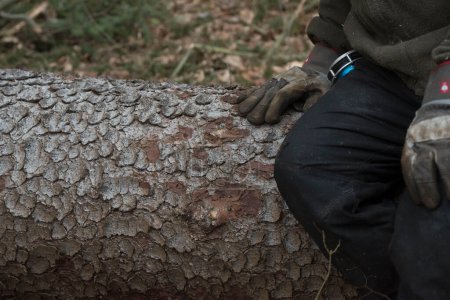 Téléchargez les photos : Travaux d'abattage d'arbres, d'exploitation forestière et de foresterie dans une forêt commerciale - en image libre de droit