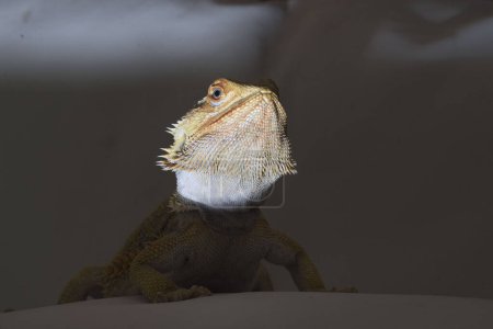 Foto de Agamidae una especie de lagartos iguanos, también llamados lagartos dragón - Imagen libre de derechos