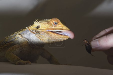 Foto de Agamidae una especie de lagartos iguanos, también llamados lagartos dragón - Imagen libre de derechos