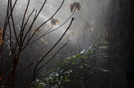 Foto de Gotas de lluvia en un día lluvioso, condiciones climáticas húmedas y húmedas - Imagen libre de derechos