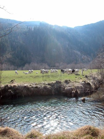 Téléchargez les photos : Les ovins sont des animaux importants en agriculture - en image libre de droit