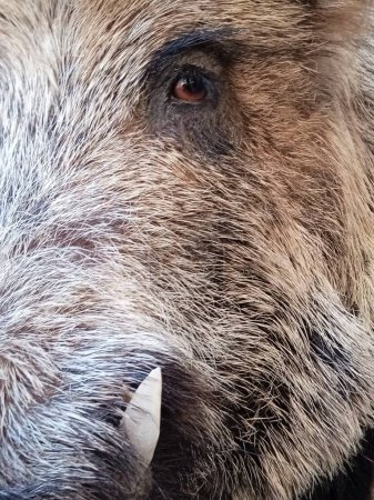 Téléchargez les photos : Sanglier une spécias de poils animaux - en image libre de droit