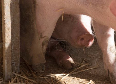 Téléchargez les photos : Jeunes porcs ou porcelets dans une ferme, animaux en agriculture - en image libre de droit