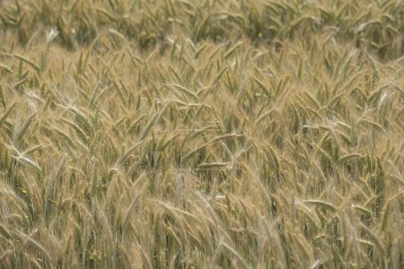 Campo de trigo en la agricultura, cultivo de cereales para la producción de alimentos