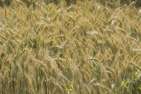 Campo de trigo en la agricultura, cultivo de cereales para la producción de alimentos