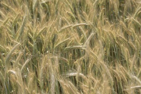 Champ de blé dans l'agriculture, cultures céréalières pour la production alimentaire
