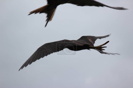 Vögel fliegen in der Natur als Symbol für Freiheit und Grenzenlosigkeit