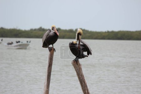 Pelikan, ein großer Wasservogel, der für seine Kehltasche bekannt ist