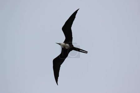 Téléchargez les photos : Oiseaux volant dans la nature comme symbole de liberté et d'illimité - en image libre de droit