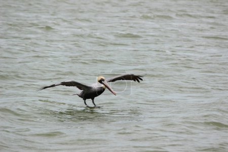 Pelikan, ein großer Wasservogel, der für seine Kehltasche bekannt ist