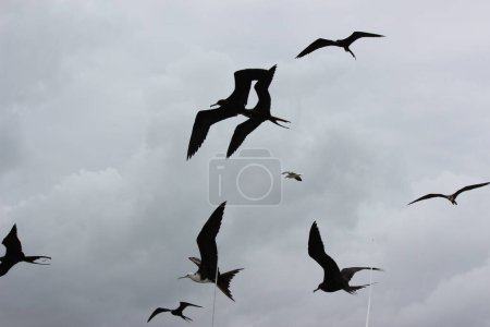 Téléchargez les photos : Un troupeau d'oiseaux volant dans la nature comme symbole de liberté et d'illimité - en image libre de droit