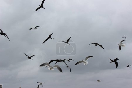 ein Vogelschwarm, der in der Natur fliegt, als Symbol für Freiheit und Grenzenlosigkeit