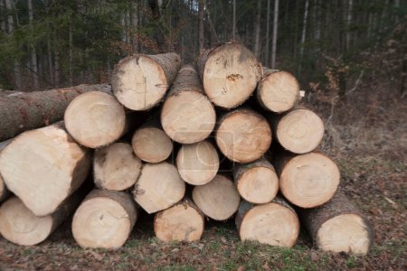 Madera apilada o apilada, almacenamiento de madera del bosque