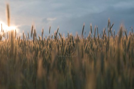 Wheat field in agriculture, growing cereal crops for food production