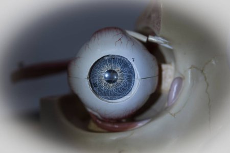 the human eye, the sense organ for the visual perception