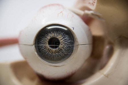 the human eye, the sense organ for the visual perception