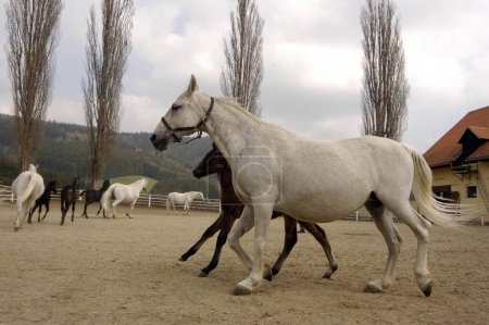 Le Lipizzan un cheval célèbre et une icône