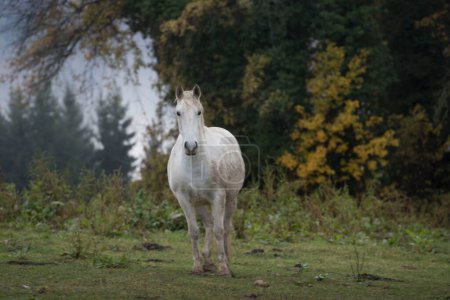 Photo for The Lipizzaner a famous horse and an icon - Royalty Free Image