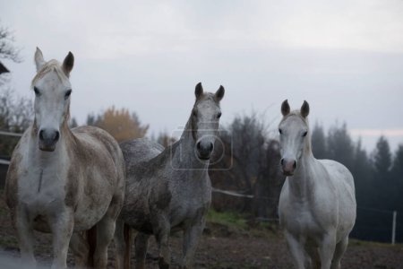 Foto de El Lipizzaner un caballo famoso y un icono - Imagen libre de derechos