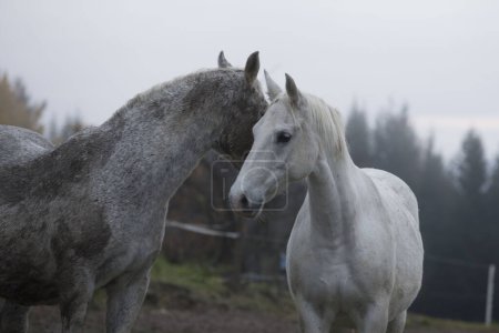 Photo for The Lipizzaner a famous horse and an icon - Royalty Free Image