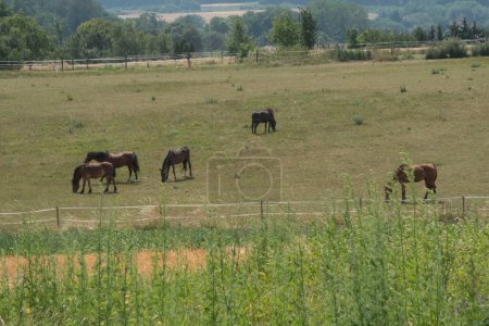 cheval debout sur un enclos avec prairie et une clôture