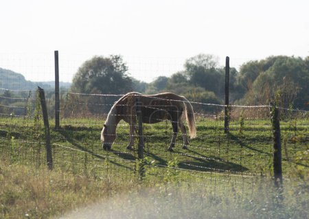 horse standing on a paddock with meadow and a fence