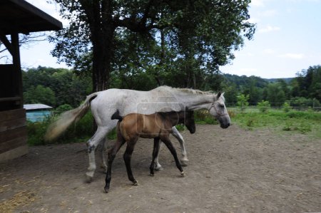 Pferd steht auf einer Koppel mit Weide und Zaun