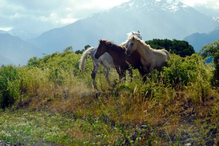 Pferd steht auf einer Koppel mit Weide und Zaun