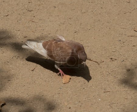 Taube oder Taube, ein fliegendes Federtier in der Stadt
