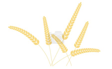 Téléchargez les illustrations : Panicules de riz. Blé seigle épis de riz isolés sur fond blanc. riz grain biologique. Illustration vectorielle - en licence libre de droit