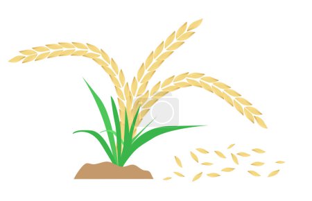 Téléchargez les illustrations : Plante de riz. Croissance tige de riz. Récolte agricole. grain de blé. Illustration vectorielle - en licence libre de droit