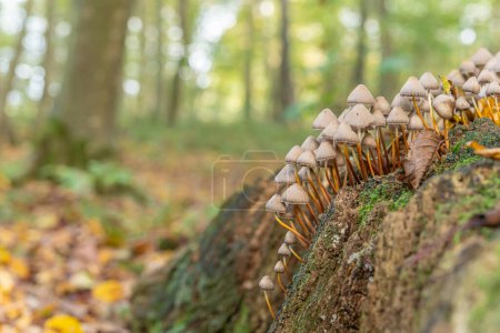 Pilzgruppe im Wald im Herbst. Elsass, Frankreich.
